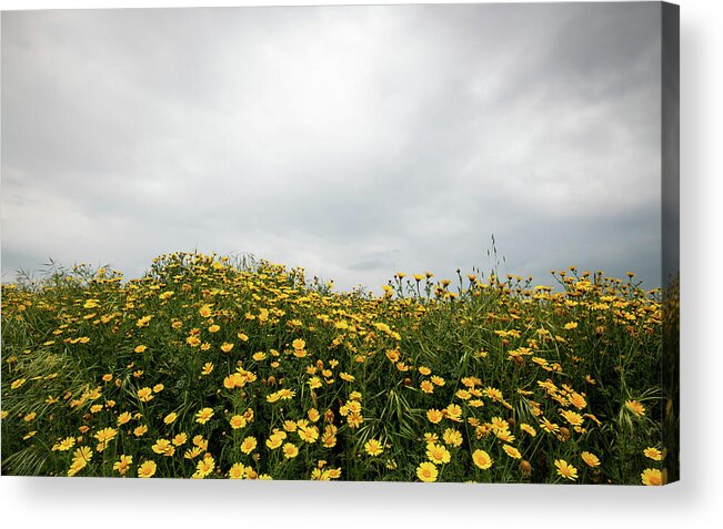 Spring Acrylic Print featuring the photograph Field with yellow marguerite daisy blooming flowers against cloudy sky. Spring landscape nature background by Michalakis Ppalis