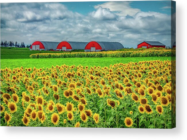 Pei Acrylic Print featuring the photograph Fields of Happiness by Marcy Wielfaert