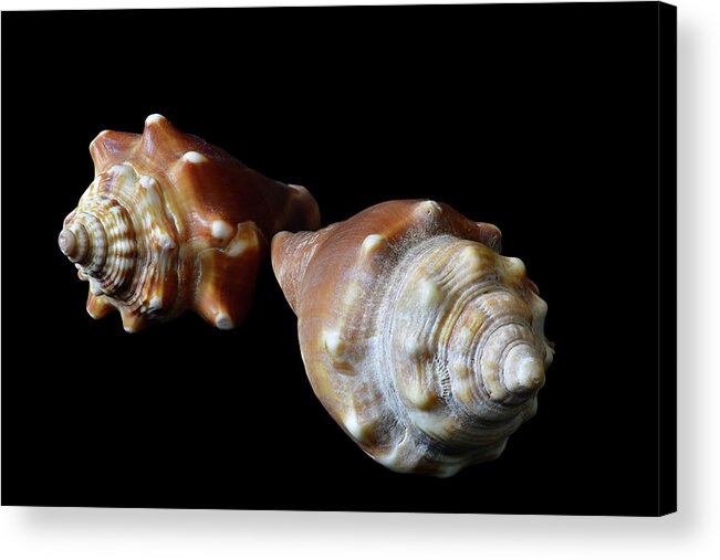 Sea Shells Acrylic Print featuring the photograph Fighting Conch Shells by Phil And Karen Rispin