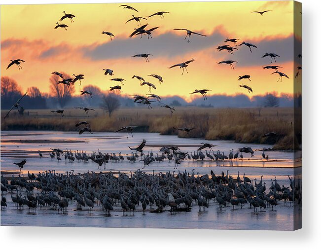 Sandhill Cranes Acrylic Print featuring the photograph Final Approach by Susan Rissi Tregoning