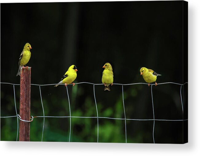 American Acrylic Print featuring the photograph Finch Fence by Brook Burling