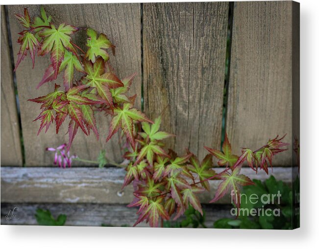 Vine Acrylic Print featuring the photograph Finding the Way by D Lee