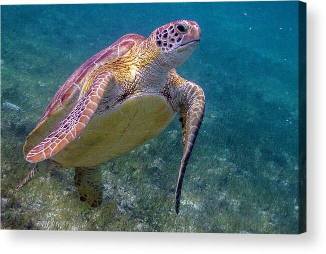 Animals Acrylic Print featuring the photograph Fine Art of Surfacing by Lynne Browne