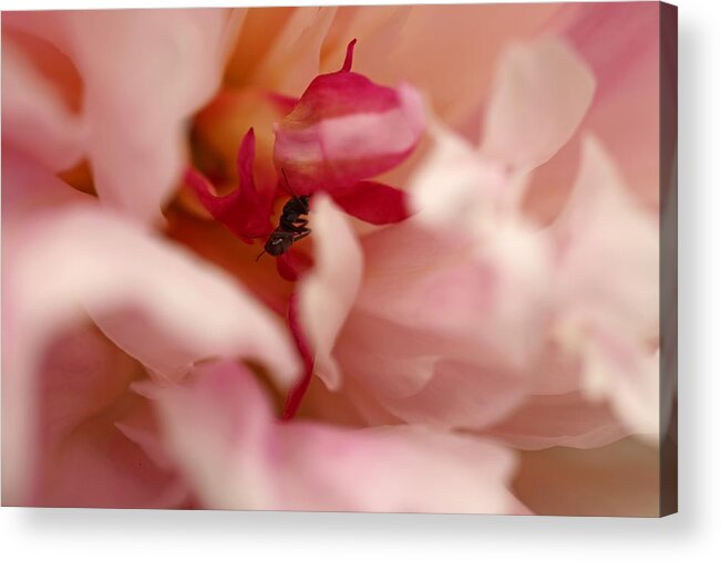 Peony Acrylic Print featuring the photograph Finishing touches by Laurie Lago Rispoli