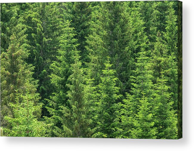 Fir Acrylic Print featuring the photograph Fir Trees Forest Background by Mikhail Kokhanchikov