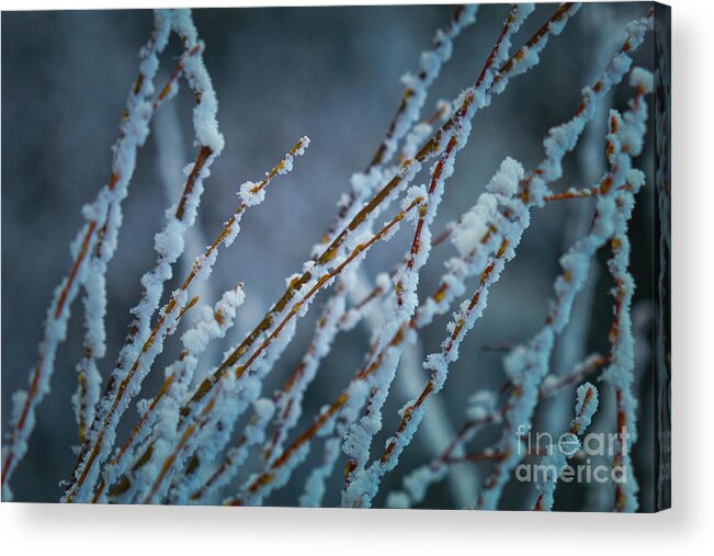 Snow Acrylic Print featuring the photograph First snow by Marco Crupi