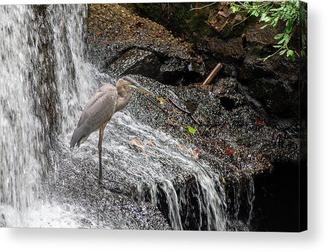 Waterfall Acrylic Print featuring the photograph Fishing or showering by Stacy Abbott