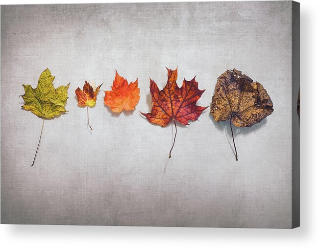 Autumn Acrylic Print featuring the photograph Five Autumn Leaves by Scott Norris