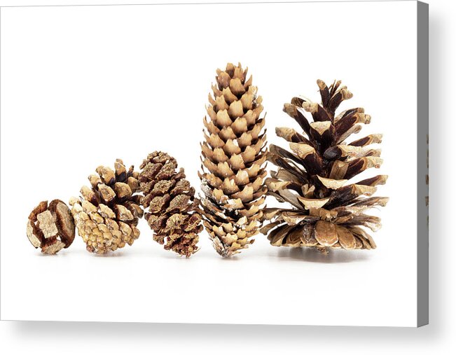 Cone Acrylic Print featuring the photograph Family - Five different pine cones standing in row by Viktor Wallon-Hars