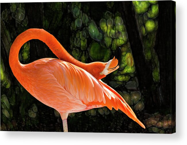 Flamingo Acrylic Print featuring the photograph Flamingo Dreams by Shane Bechler