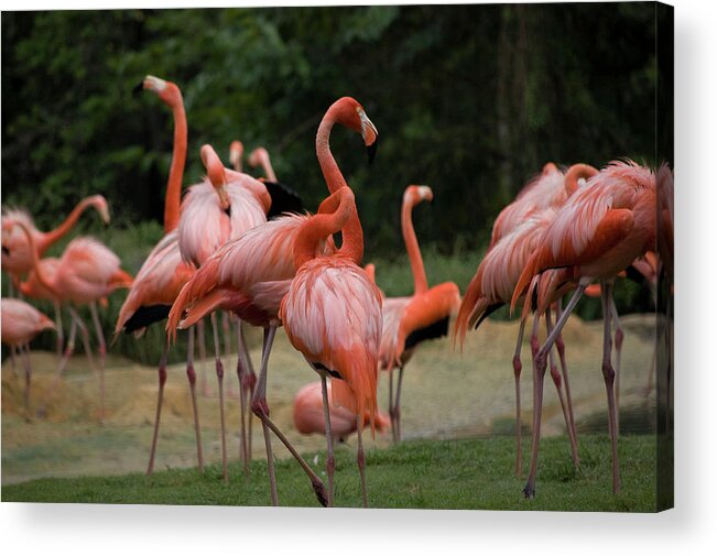 Flamingoes Acrylic Print featuring the photograph Flamingoes by Matthew Nelson