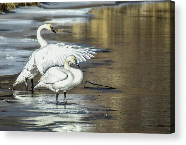 Wildlife Acrylic Print featuring the photograph Flapping Trumpeter by Ed Stokes