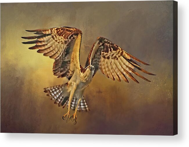 Sea Hawk Acrylic Print featuring the photograph Flight of the Osprey by HH Photography of Florida