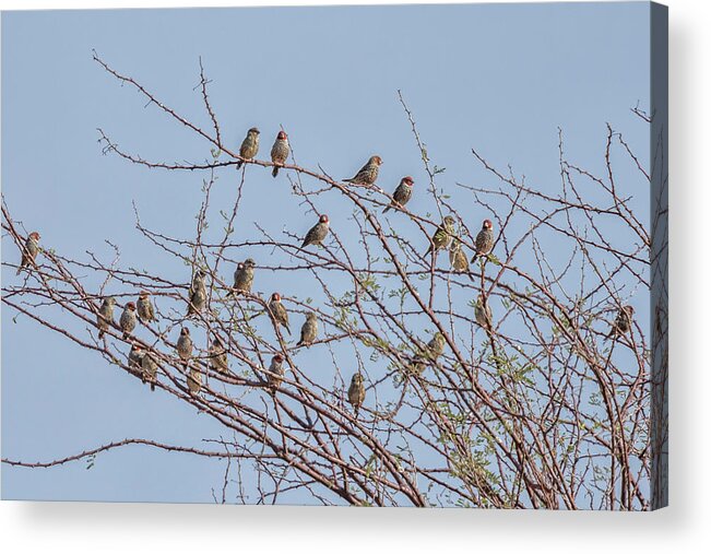 Red-headed Finch Acrylic Print featuring the photograph Flock of Red Headed Finches Sitting in a Tree by Belinda Greb
