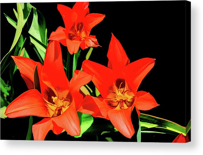 Day Lilies Acrylic Print featuring the photograph Floral Fantasy in Red by Marcy Wielfaert