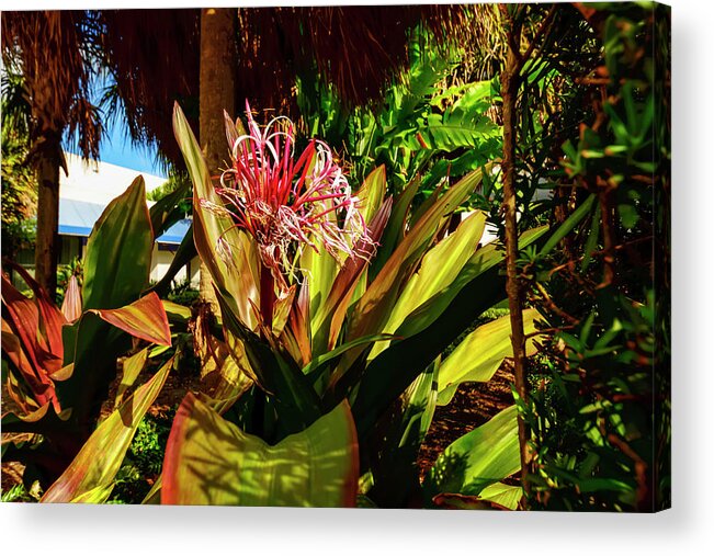 Landscape Acrylic Print featuring the photograph Flower by AE Jones
