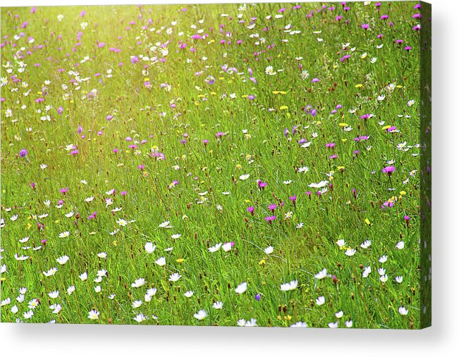 Idyllic Acrylic Print featuring the photograph Flower meadow in sunlight by Bernhard Schaffer