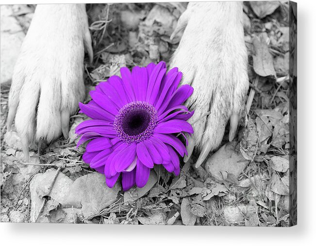 Dogs Acrylic Print featuring the photograph Flower PAWER-purple by Renee Spade Photography