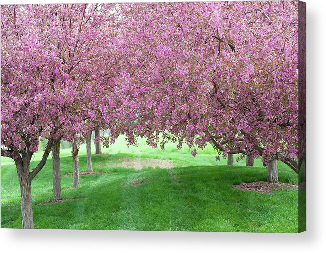 Spring Acrylic Print featuring the photograph Flowering Crab by Doug Wittrock