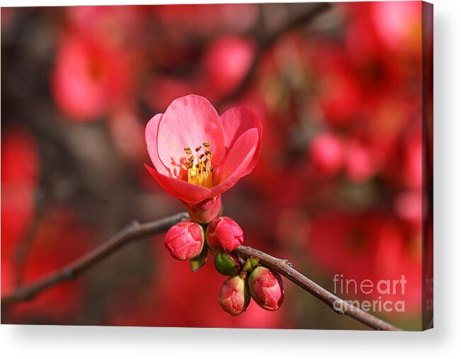 Flowering Quince Spring Acrylic Print featuring the photograph Flowering Quince Spring by Joy Watson