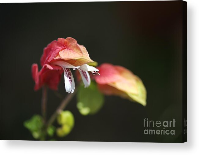 Evergreen Acrylic Print featuring the photograph Flowering Shrimp Plant by Joy Watson