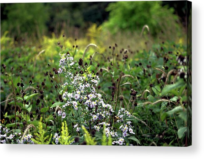 Flowers Acrylic Print featuring the photograph Flowers at the End of Summer by Christopher Reed