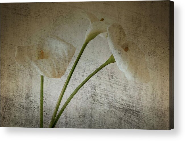 Flowers Acrylic Print featuring the photograph Flowers in dream by Raffaele Corte