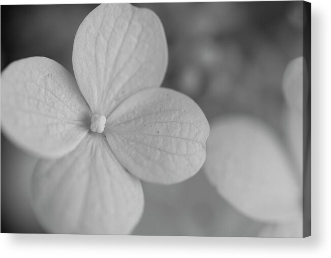 Nyc Acrylic Print featuring the photograph Flowers of NYC - Annabelle Hydrangea by Marlo Horne