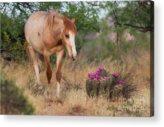 Yearling Acrylic Print featuring the photograph Flowers by Shannon Hastings