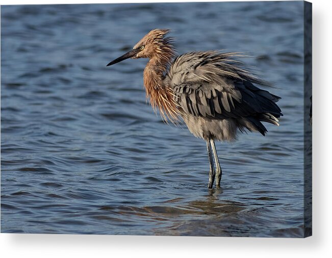 Reddish Egret Acrylic Print featuring the photograph Fluff n Stuff by RD Allen