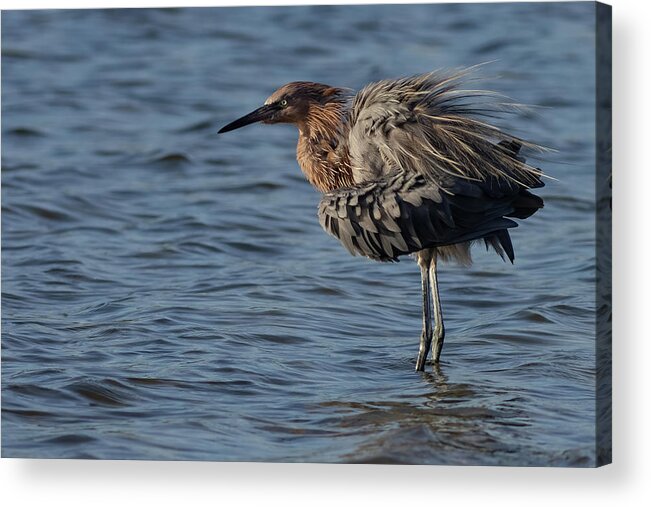 Reddish Egret Acrylic Print featuring the photograph Fluffing by RD Allen