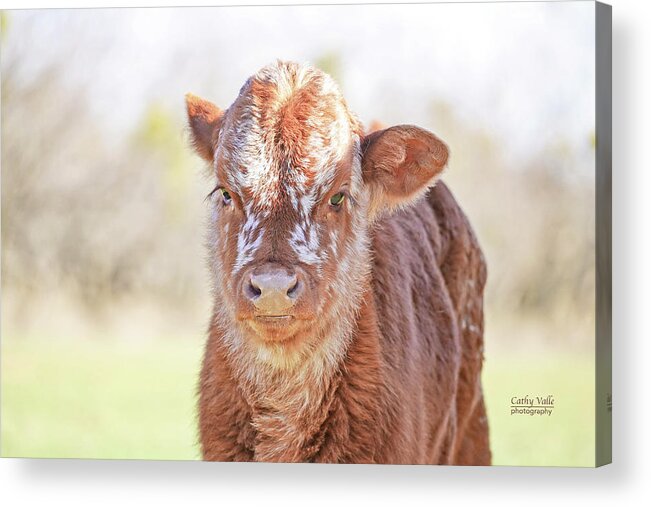 Texas Longhorn Calf Picture Acrylic Print featuring the photograph Fluffy Texas longhorn calf by Cathy Valle