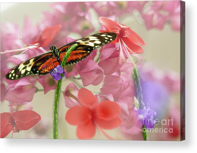 Butterfly Acrylic Print featuring the photograph Flutter for a Day by Marilyn Cornwell