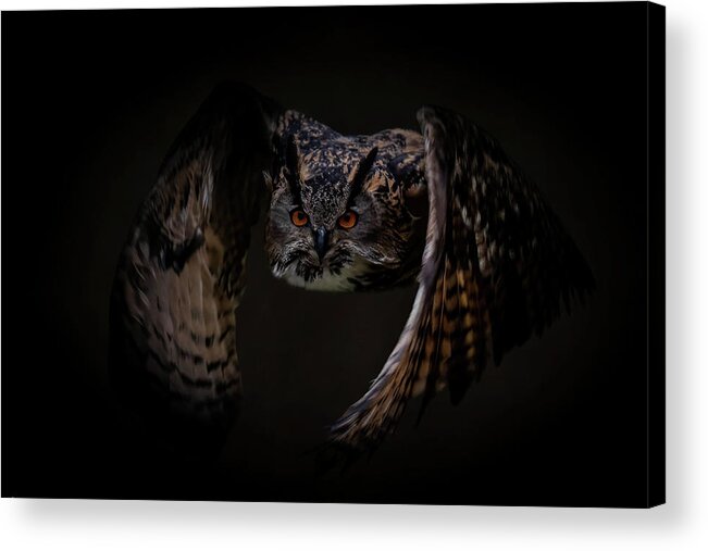Flying Acrylic Print featuring the digital art Flying European eagle owl by Marjolein Van Middelkoop