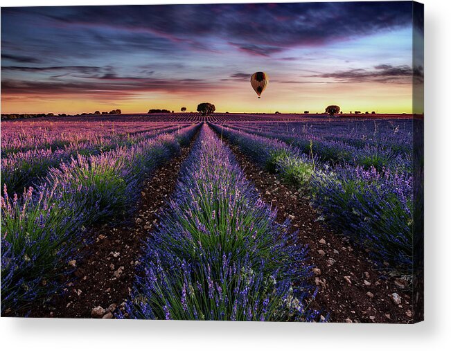 Lavender Acrylic Print featuring the photograph Flying without wings by Jorge Maia