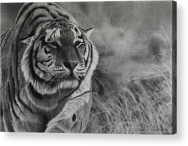 Tiger Acrylic Print featuring the drawing Focus by Greg Fox