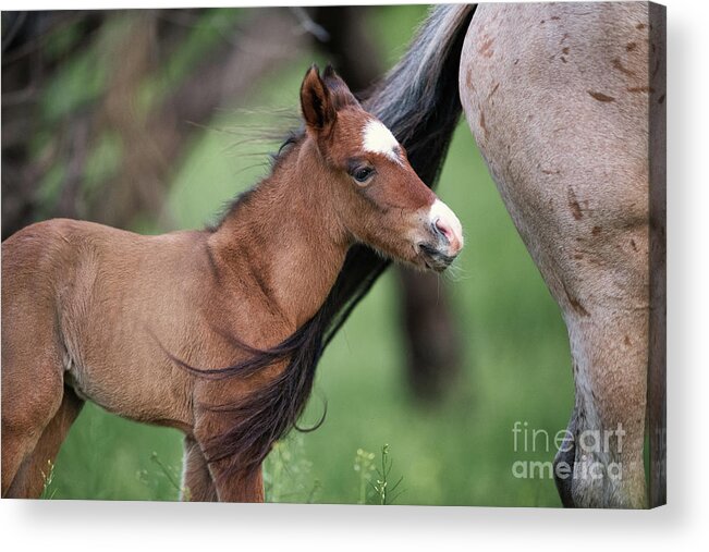 Mom & Baby Acrylic Print featuring the photograph Following Mom by Shannon Hastings