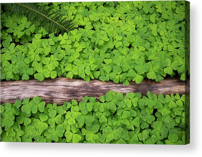 Forest Clover Oregon Spring Groundcover Fern Green Acrylic Print featuring the photograph Forest Carpet by Andrew Kumler