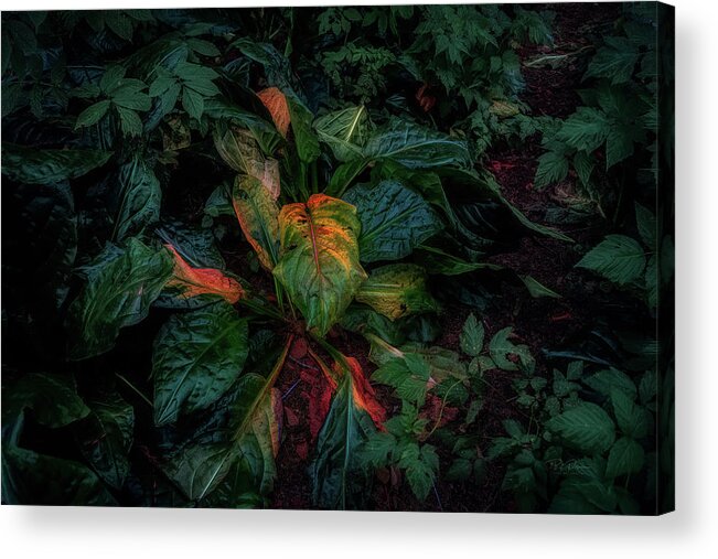 Fall Acrylic Print featuring the photograph Forest Colors by Bill Posner