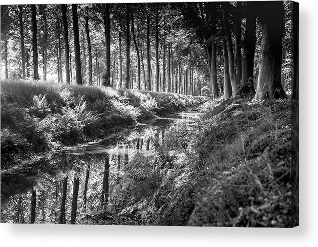 Black&white Acrylic Print featuring the photograph Forest by MPhotographer