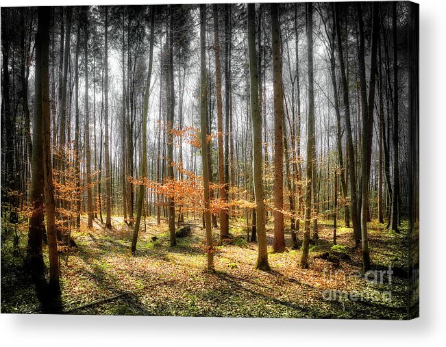 Nag006096 Acrylic Print featuring the photograph Forest Mystery 02 by Edmund Nagele FRPS