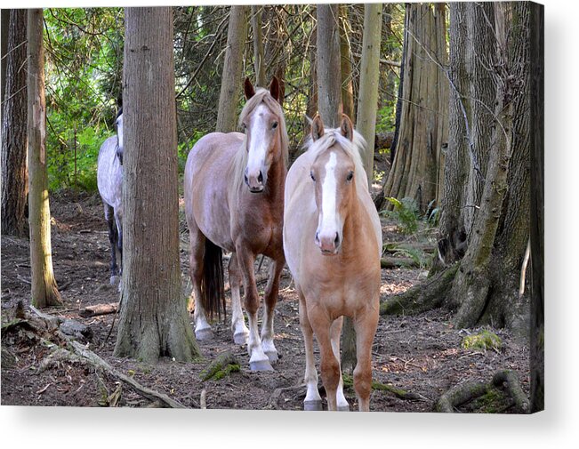 Belgian Horse Acrylic Print featuring the photograph Forest Ponies by Listen To Your Horse