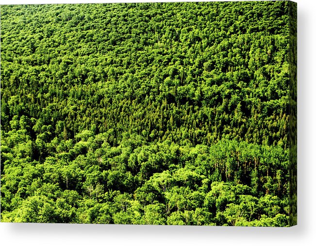 Forest Acrylic Print featuring the photograph Forest by Rich S