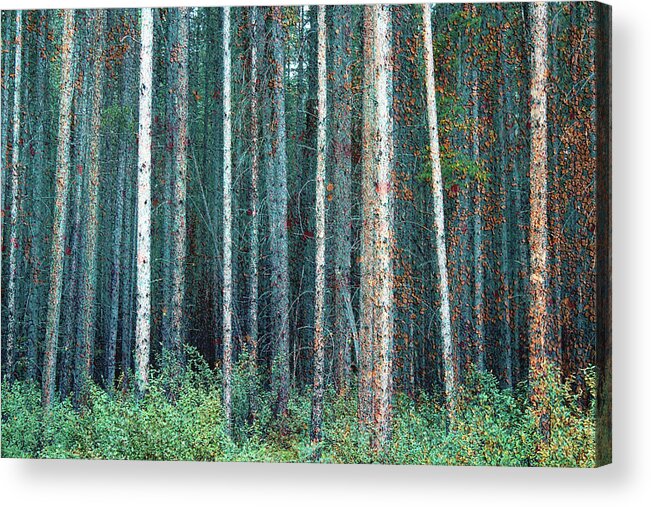 Forest Textures Acrylic Print featuring the photograph Forest Textures by Linda Sannuti