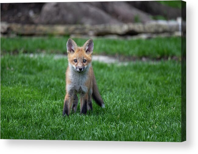 Wildlife Acrylic Print featuring the photograph Fox kit oh so cute by Lauri Novak