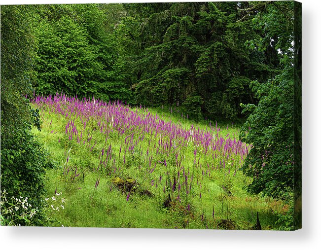 Foxgloves Acrylic Print featuring the photograph Foxgloves in the clearing by Ulrich Burkhalter