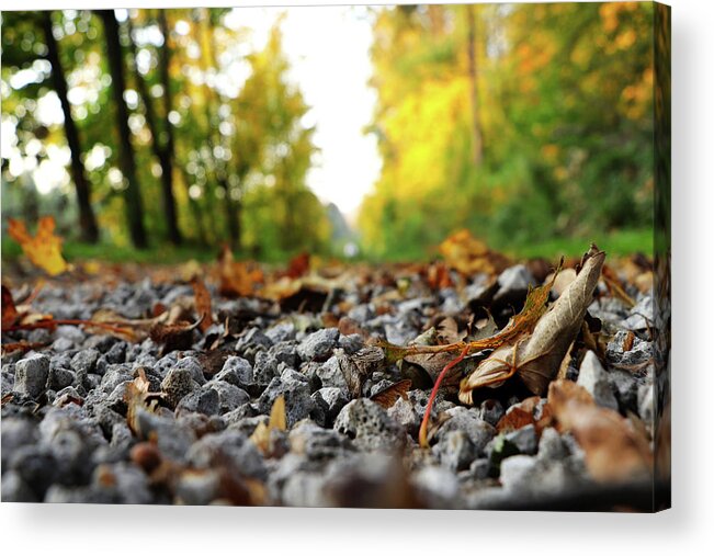 Autumn Acrylic Print featuring the photograph Freak of nature in czech road in forest by Vaclav Sonnek