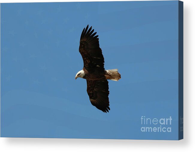 Alophoto1 Acrylic Print featuring the photograph Freedom by Anita Oakley