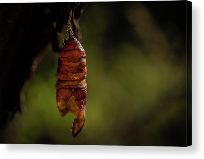 Chrysalis Acrylic Print featuring the photograph Freedom by Linda Howes