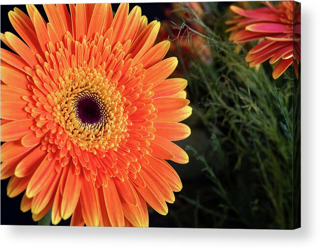 Gerbera Jamesonii Acrylic Print featuring the photograph Fresh blooming Daisy flower  by Michalakis Ppalis